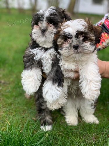 Dokonal zdrav tata Shih Tzu na prodej z lskyplnho istho domova. tata pijdj na veterine a odchzej a mohou odejt