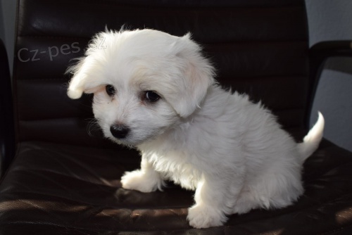 coton de tulear tata pipravena na nov domy hned, kontakt pro vce informac a obrzk, nejsou na prodej