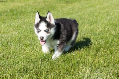 Zdrav a dobe vycvien ttka sibiskho Husky k dispozici (okovan, socializovan, oderven) Te jsou pipraveni na nov domov. Pijte na prvn vstely a odervenil. Vce informac