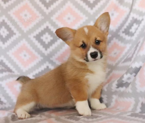 Rozkon velsk Corgi (Pembroke) ttka