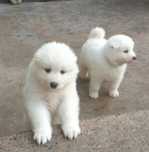 Dva vzneen samojed