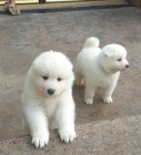 Dva vzneen samojed