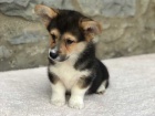 12 tdn welsh Corgi Pembroke tata k dispozici