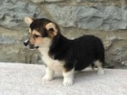 12 tdn welsh Corgi Pembroke tata k dispozici!!