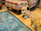 12 tdn welsh Corgi Pembroke tata k dispozici xczzc