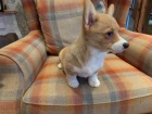 12 tdn welsh Corgi Pembroke tata k dispozici@@