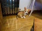 12 tdn welsh Corgi Pembroke tata k dispozici%^^%