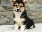 12 tdn welsh Corgi Pembroke tata k dispozici^%**