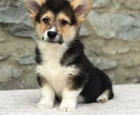 12 tdn welsh Corgi Pembroke tata k dispozici$$%