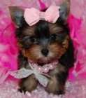 tata Yorkshire Terrier