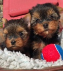 Ndhern tata Yorkshire Terrier