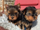 Ndhern tata Yorkshire Terrier