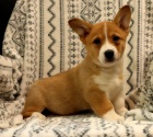 Veltina Corgi (Pembroke)