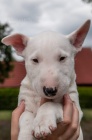 Bull Terrier tata K adopci