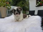 ttka shih-tzu