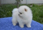 Nmeck pic Pomeranian