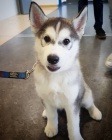 adoptivn krsn musk a ensk sibisk husky