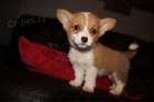 Roztomil a krsn ttka Welsh Corgi pembroke