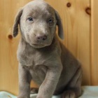 krsn adoptovateln labradors.males a female