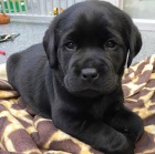 krsn adoptovateln labradorsky.males a female