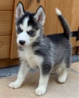 tat sibiskch husky