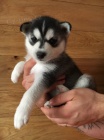 tat sibiskch husky