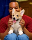 Krsn Pembroke Corgi tata