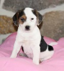 Krsn a adoptivn tata feny jack russell terir pro adopci