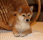 Pijmte nyn krsn a adoptivn tata shiba inu.