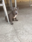 americk pitbull tata k adopci