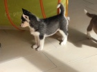 Sibirsk husky tenata