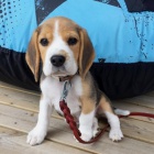 krsn samce a samice tat beagle k adopci