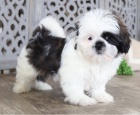 Prijmite teraz. Ndhern a hrav teniatka samcov a samc shih tzu s k dispozcii na adopciu