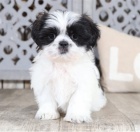 Prijmite teraz. Ndhern a hrav teniatka samcov a samc shih tzu s k dispozcii na adopciu