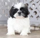 Prijmite teraz. Ndhern a hrav teniatka samcov a samc shih tzu s k dispozcii na adopciu