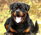 Rottweiler tata s pp