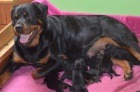 Rottweiler tata s pp