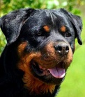 Rottweiler tata s pp