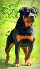 Rottweiler tata s pp