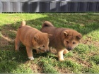 istokrevn tata shiba inu pro vs, vnon drek