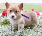 Sladk veltina Corgi (Pembroke) tata