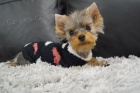 Feneka Yorkshire Terrier Mini s PP