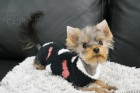 Feneka Yorkshire Terrier Mini s PP