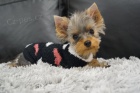 Feneka Yorkshire Terrier Mini s PP