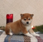 Milujc Shiba Inu