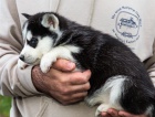 adoptivn ttka ptelsk a hrav sibisk husky