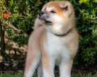 adopce adopce tata akita inu samci a samice hledajc nov domov