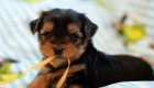 Miniature Yorkshire Terrier Puppies