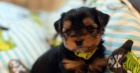 Miniature Yorkshire Terrier Puppies