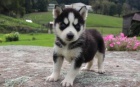 Sibisk Husky ist plemeno na prodej